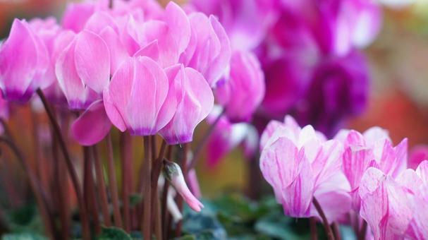 シクラメン-173 シクラメン,ガーデンシクラメン,ピンクの写真素材