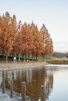 紅葉に染まるメタセコイア並木と水辺の景色 紅葉に染まるメタセコイア並木と水辺の景色 紅葉,メタセコイア,リフレクションの写真素材