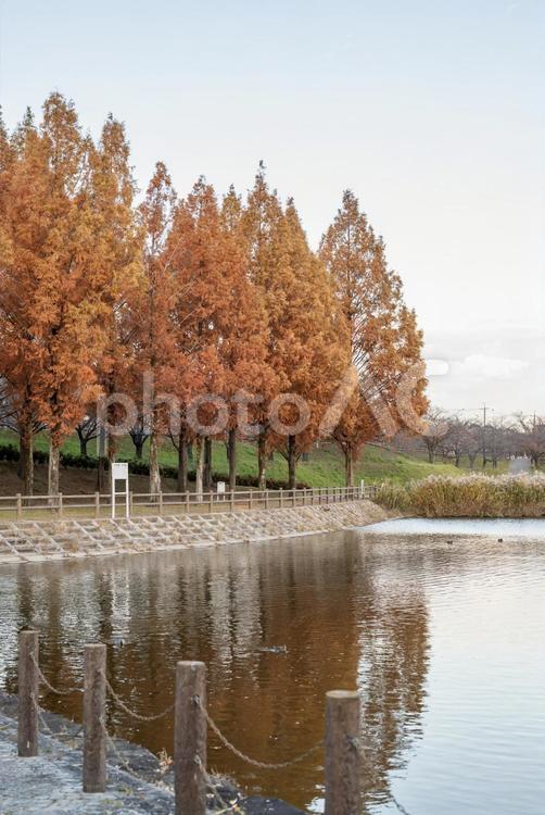 紅葉に染まるメタセコイア並木と水辺の景色 紅葉,メタセコイア,リフレクションの写真素材