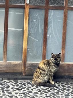 民家の玄関前で待つ猫 民家の玄関前で待つ猫の写真