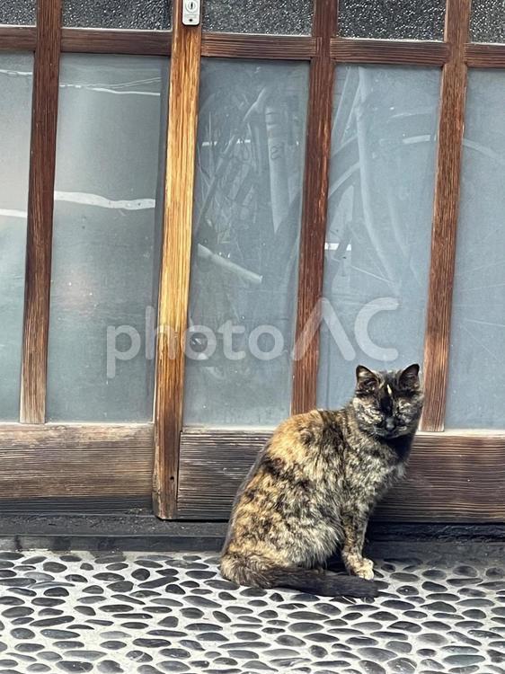 民家の玄関前で待つ猫 野良猫,地域猫,猫の写真素材