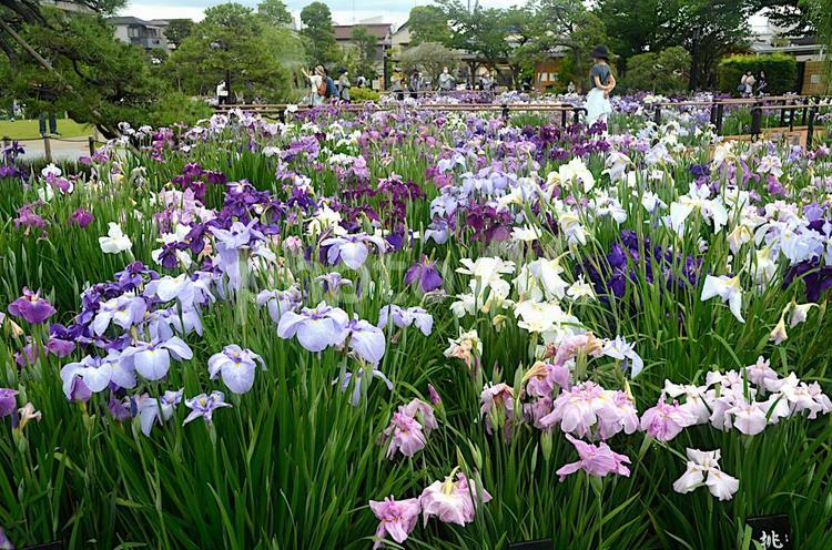 堀切菖蒲園 菖蒲園,6月,ハナショウブの写真素材