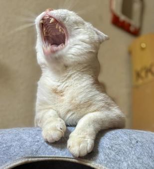 猫のあくび 猫のあくびの写真