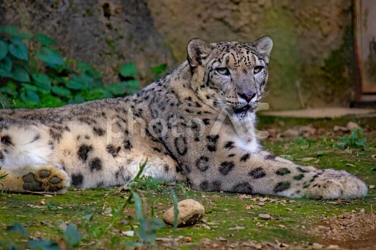 肉球をこちらに向けているユキヒョウ ユキヒョウ,豹,ネコ科の写真素材