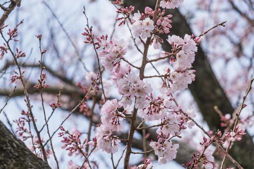 五分咲きのさくら(ソメイヨシノ) 五分咲きのさくら(ソメイヨシノ) さくら,桜,ソメイヨシノの写真素材