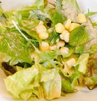 サラダ サラダ,生野菜,野菜の写真素材