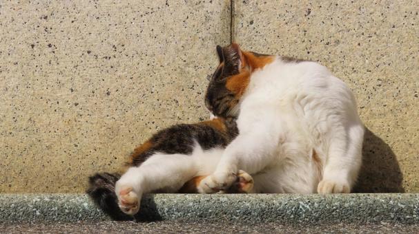 日向ぼっこと毛繕いが日課の可愛い三毛猫 三毛猫,猫,毛繕いの写真素材