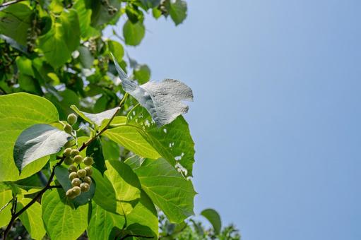 ハクウンボク ハクウンボク ハクウンボク,白雲木,オオバヂシャの写真素材