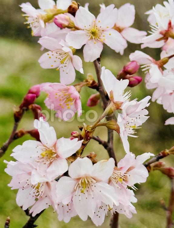 サクラ桜さくらので季節 春,桜,サクラの写真素材