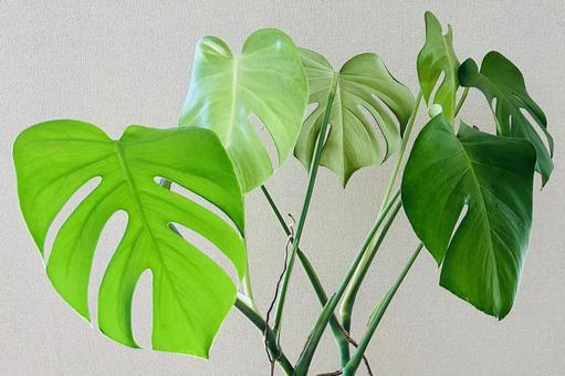 モンステラ モンステラ モンステラ,観葉植物,植物の写真素材