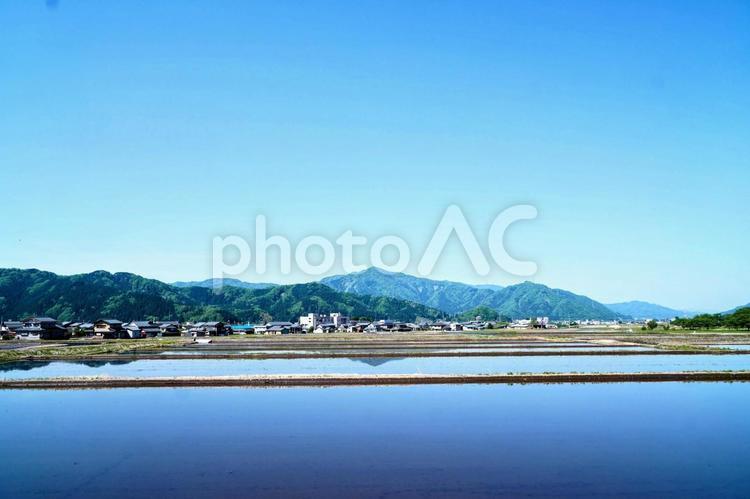 福井・勝山の春の水田 勝山,水田,農地の写真素材