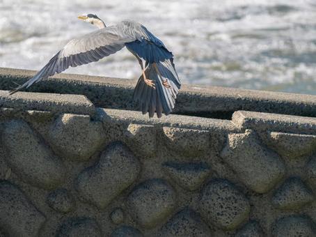 水辺のアオサギ 水辺のアオサギ サギ,アオサギ,野鳥の写真素材