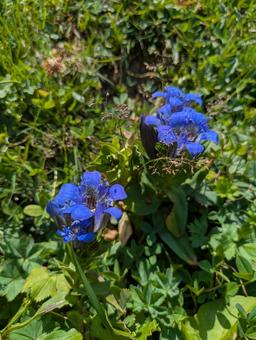 ウシュグリ村の花 花,フラワー,ワイルドフラワーの写真素材