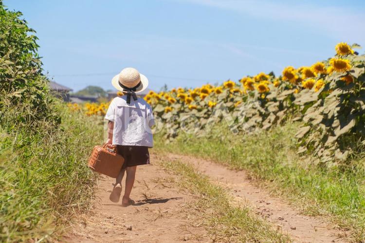 ヒマワリ畑を歩く子供 ヒマワリ,ヒマワリ畑,夏の写真素材