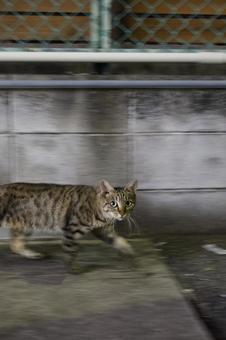 こちらを見ながら移動する猫 こちらを見ながら移動する猫の写真