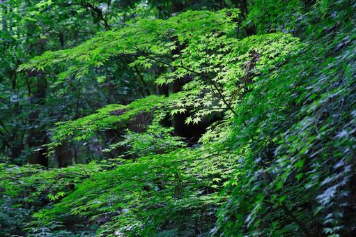 新緑の風景 新緑の風景の写真