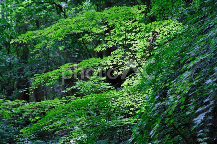 新緑の風景 新緑,緑,葉の写真素材