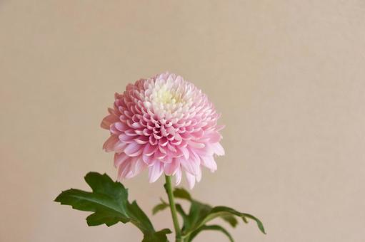 ピンクのマム ピンクのマムの写真