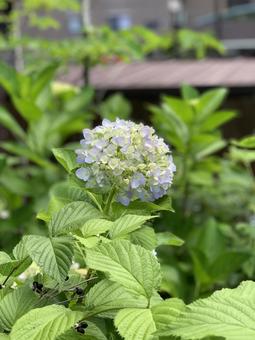 アジサイの写真