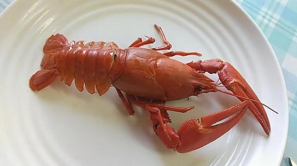 ウチダザリガニ ザリガニ,ウチダザリガニ,レイクロブスターの写真素材