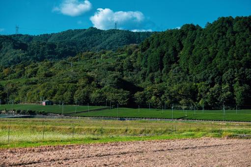 揖斐茶の里、岐阜県揖斐川町の茶畑風景 岐阜県,揖斐川町,茶畑の写真素材
