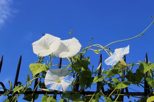 あさがお101 あさがお101 あさがお,セイヨウアサガオ,緑の写真素材