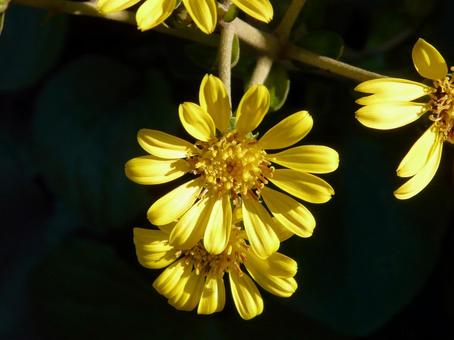 石蕗 石蕗 花,植物,冬の写真素材