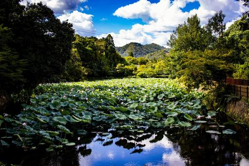 青空に包まれて、咲く 青空に包まれて、咲くの写真
