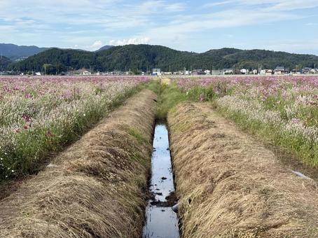 福井県　曇り空と宮ノ下コスモス公苑 福井県,宮ノ下コスモス公苑,曇りの写真素材