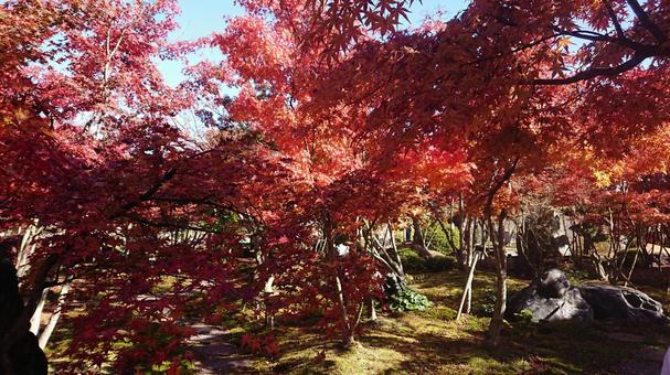 Photo, maple, autumn leaves, mountain stream, 