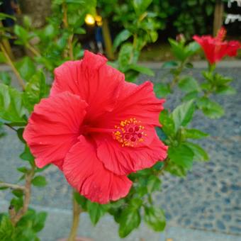 ハイビスカスの写真