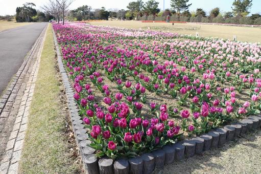公園のチューリップ 公園のチューリップの写真