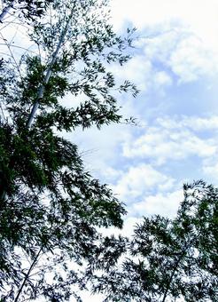 冬の竹林 竹林,竹,自然の写真素材