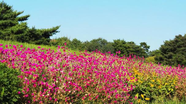 初秋のひたち海浜公園・桃色のセンニチコウ 初秋のひたち海浜公園・桃色のセンニチコウの写真
