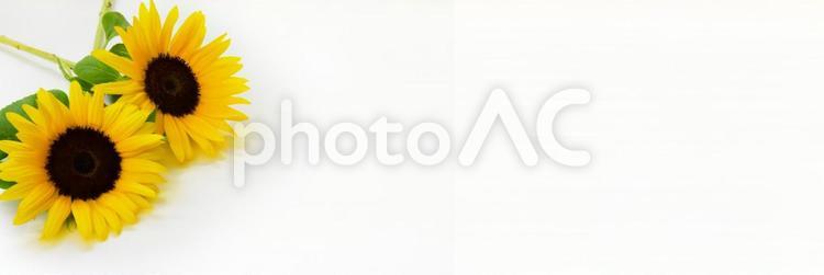 夏の風物詩　元気いっぱいな向日葵の素材 ひまわり,夏,植物の写真素材