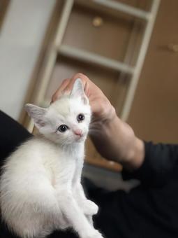 子猫 子猫の写真