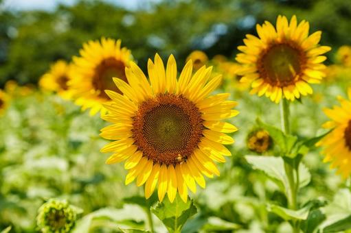 太陽に向かって咲くひまわり畑の花 太陽に向かって咲くひまわり畑の花の写真