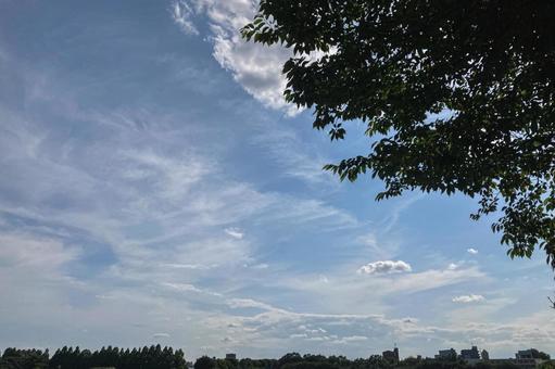 見沼の空と雲 見沼の空と雲の写真