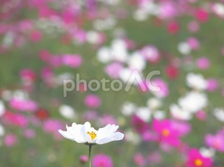 コスモス畑の白いコスモス コスモス,花畑,白の写真素材