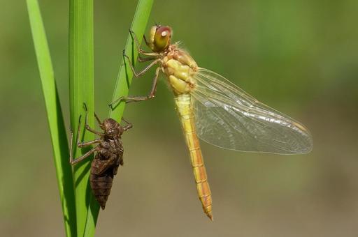 羽化直後のトンボと抜け殻・昆虫・生物観察 羽化直後のトンボと抜け殻・昆虫・生物観察の写真
