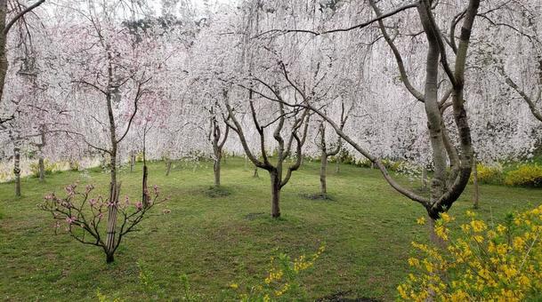 桜 桜の写真
