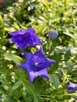 キキョウの青紫の花 キキョウの青紫の花 桔梗,秋の七草,花の写真素材