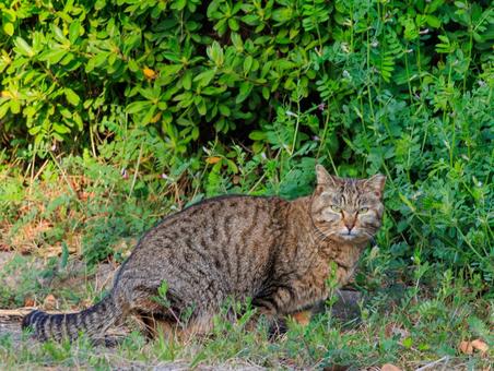 森で生きる野良猫です。 森で生きる野良猫です。の写真