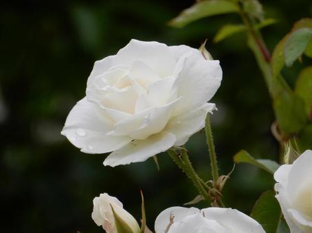 【薔薇の写真】バラの花 【薔薇の写真】バラの花 薔薇,植物,自然の写真素材