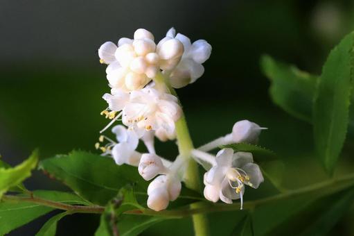 ミョウガの花 野菜,みようが,茎根食用の写真素材