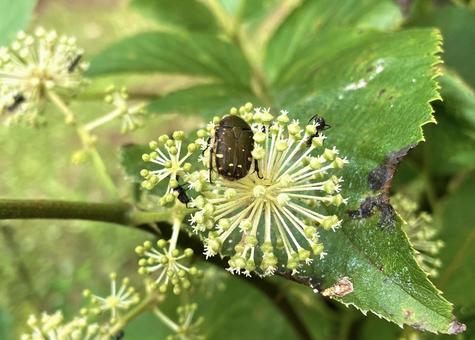 うどの花とハナムグリ うどの花とハナムグリの写真