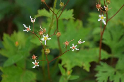 ミヤマダイモンジソウの写真