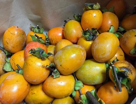 Photo, persimmon, dried persimmon, harvest, 