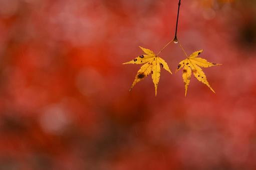 もみじ 紅葉,養老渓谷,筒森もみじ谷の写真素材