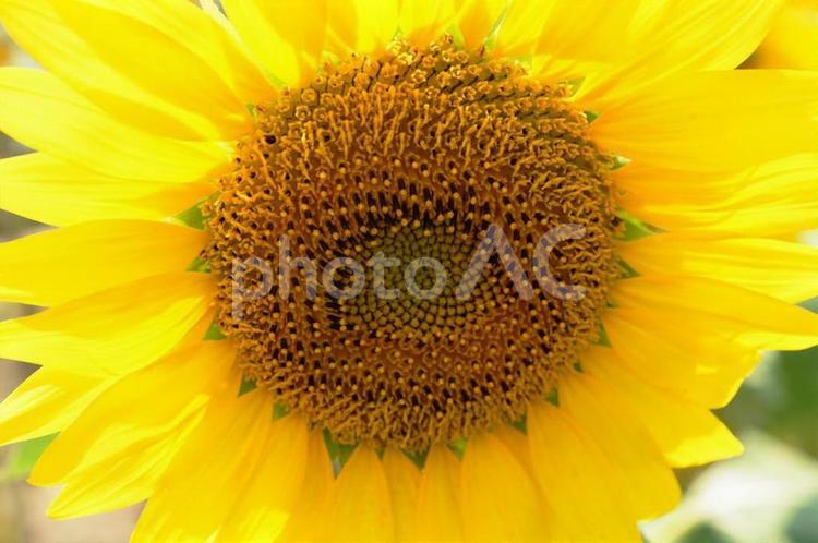 ひまわり ひまわり,夏,太陽の写真素材